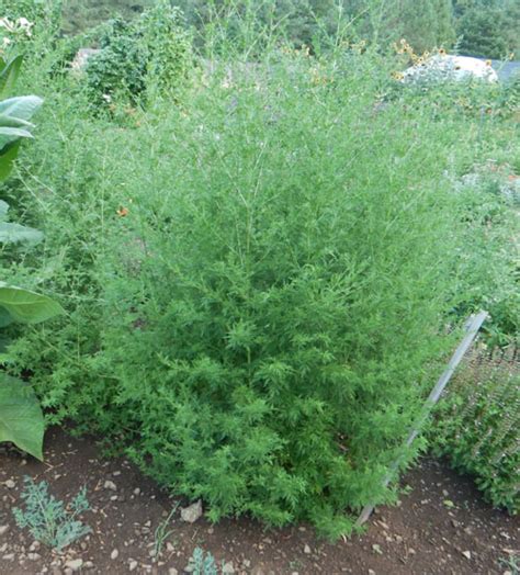 Artemisia annua (Qing-hao, Sweet Annie) seeds, organic | Strictly ...