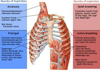 Elevation of the Rib Cage During Inhalation Occurs When