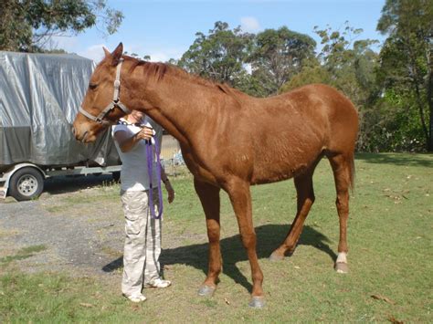 Save a Horse Australia Horse Rescue and Sanctuary: Three New Horses For Adoption