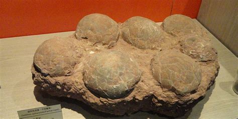 Dinosaur fossil from Antarctica is largest soft-shell egg ever found ...