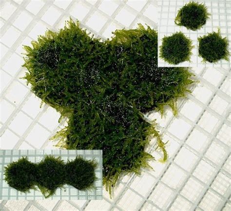 Java moss carpet grown on 2 inch hexagon tiles