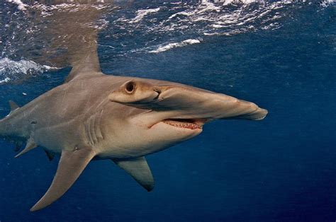 Blacktip sharks use shallows to stay safe - SharkNewz