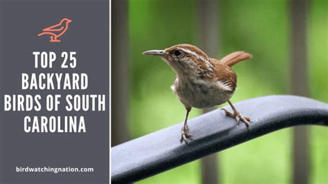 Top 25 Thrilling Backyard Birds Of South Carolina For You To Watch ...