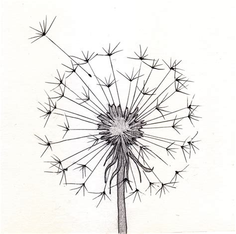 Dandelion Drawing Image - Drawing Skill