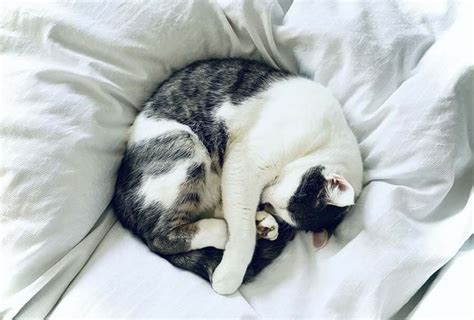 Do Cats Like To Sleep With Their Owners? – Caring For All Pets