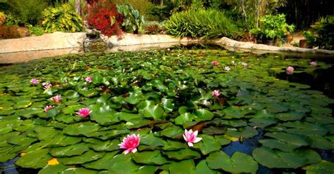 San Diego Botanic Garden, Encinitas | Roadtrippers