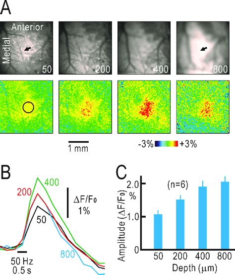 Tomographic imaging of cortical responses in untreated mice. (A ...