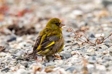 European Greenfinch – AHP Wild