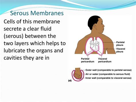 PPT - Chapter 4: Skin and Body Membranes PowerPoint Presentation, free ...