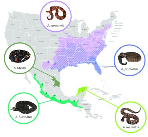 Distribution of species of the genus Agkistrodon in North America.... | Download Scientific Diagram