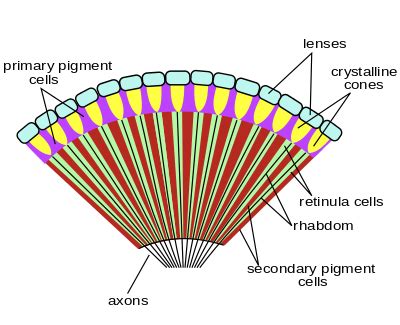 What are ommatidia? | Socratic
