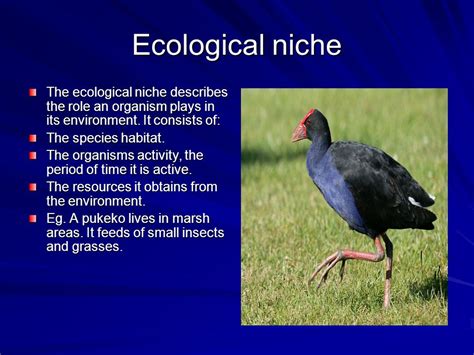 ecological niche – Liberal Dictionary