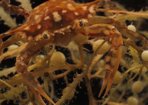 Adult Swimming Crab | Smithsonian Ocean