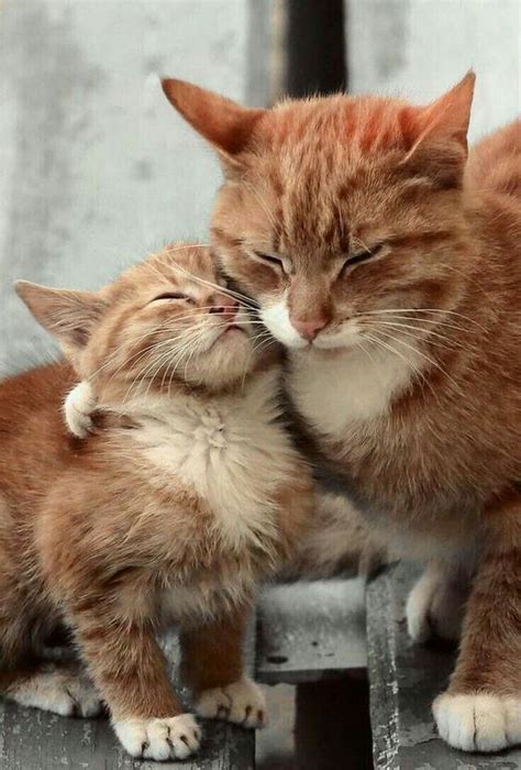 Mother cat hugging kitten | Cute cats, Beautiful cats, Kittens cutest