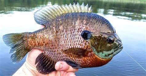 Bluegill Fishing 101: EVERYTHING You Need to Know!