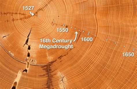 Know Your History from Tree Growth Rings - Forestrypedia