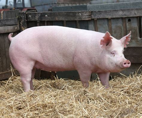 Domestic Young Pig Sow Breeding at Rural Animal Farm Stock Photo - Image of happy, farm: 104436746