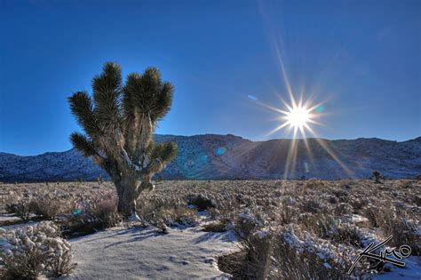 Mojave Desert Snow and Joshua Tree | HDR Photography by Captain Kimo