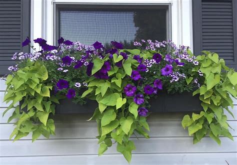 Purple million bells and sweet potato vine window box in 2021 | Window ...