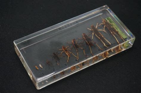 Life Cycle Of The Locusts Specimens In Clear Lucite Educational Equipment-in Educational ...