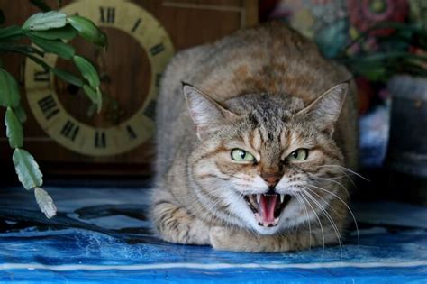 Why Is My Cat Growling? 6 Reasons You Should Know - Cat Mania