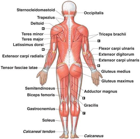 Muscular System - Roseanna Q.'s Accomplishments