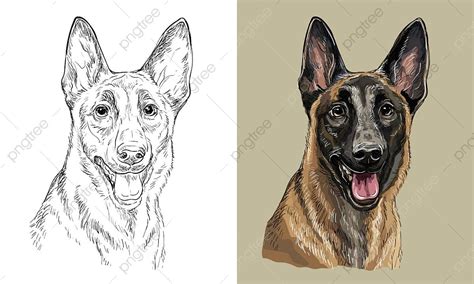 Belgian Malinois Drawing