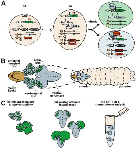 The Drosophila Imaginal Disc Tumor Model: Visualization and ...