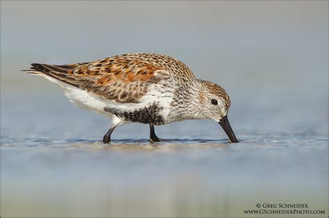 Foraging Dunlin