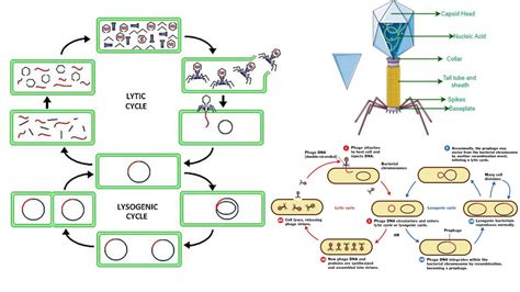 Bacteriophage Life Cycle Animation