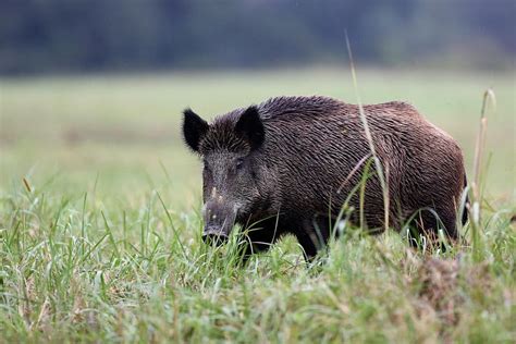 Best Caliber For Wild Hog Hunting | BestHuntingAdvice