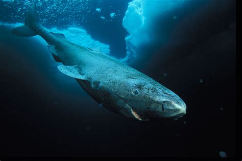 Tagging Greenland Sharks, The “Jaws Of The North”