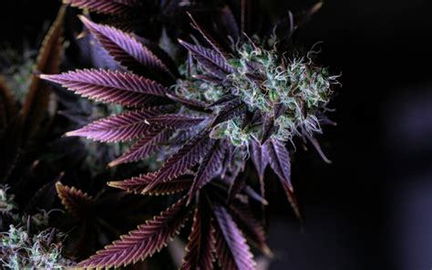 What is Cannabis Ruderalis + 9 Best Ruderalis Strains