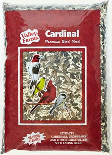 Best Cardinal Bird Seed Mix, According To Bird Watchers