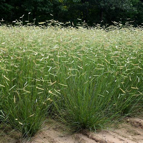 Blonde Ambition Blue Grama Grass | Plant Addicts