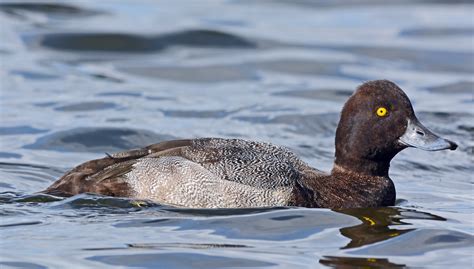 Lesser Scaup - Male (Eclipse) | 14.09.2013 -- Pennington Fla… | Flickr