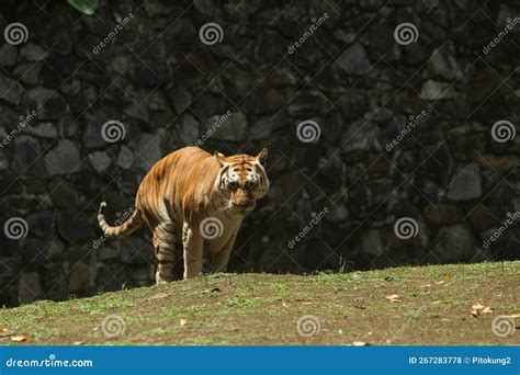 Portrait of a Bengal Tiger Sitting in the Grass Stock Photo - Image of ...