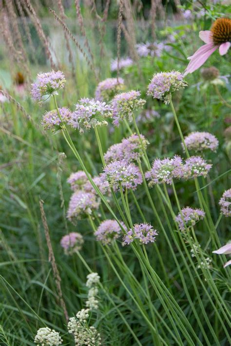 Wildflowers | Prairie Nursery