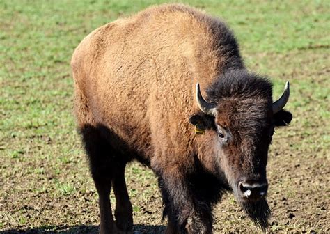 Bison Buffalo Horns American · Free photo on Pixabay