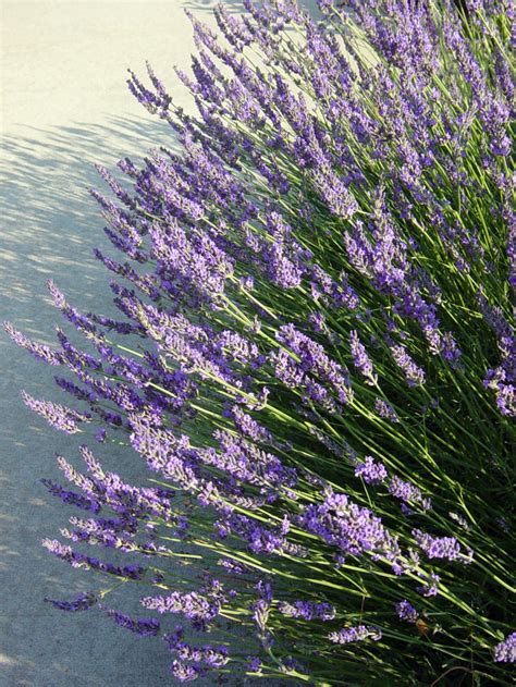 Grosso French Hybrid Lavender Herb - Perennial - Live Plant - 3" Pot ...