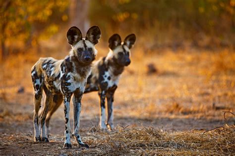 What Wildlife Shows Don’t Tell You About African Wild Dogs | African animals, Wild dogs, Animals ...