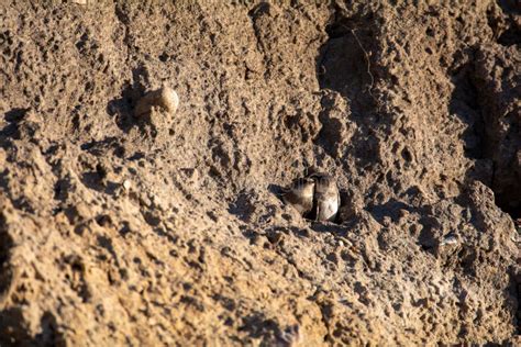 Sand Martin Chicks in Nesting Holes on the Cliffs Stock Image - Image ...