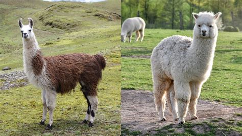 What Is The Difference Between A Llama And An Alpaca - Online Field Guide