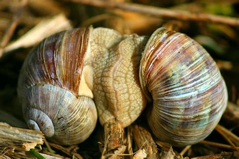 HD wallpaper: snails, pairing, mollusk, nature, animal, copulation, shell | Wallpaper Flare