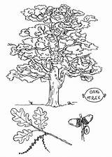 Coloring Page Oak Tree At GetColoringscom  Free Printable Colorings sketch template