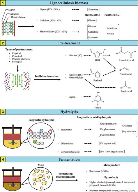 Schematic diagram of bioethanol production from lignocellulosic... | Download Scientific Diagram