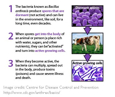 Top 128 + Anthrax in animals treatment - Lestwinsonline.com