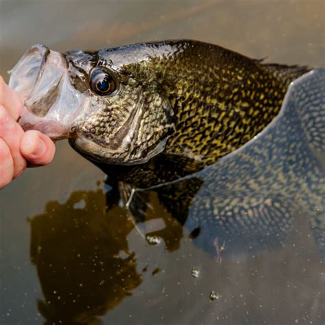 Crappie Fishing Spots On Lake Texoma, Hagerman Spring Crappie Spawn