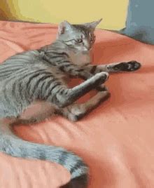 Lazy Cat Meme GIFs | Tenor