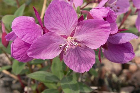 Arctic plants to be studied in Nunavut – Eye on the Arctic